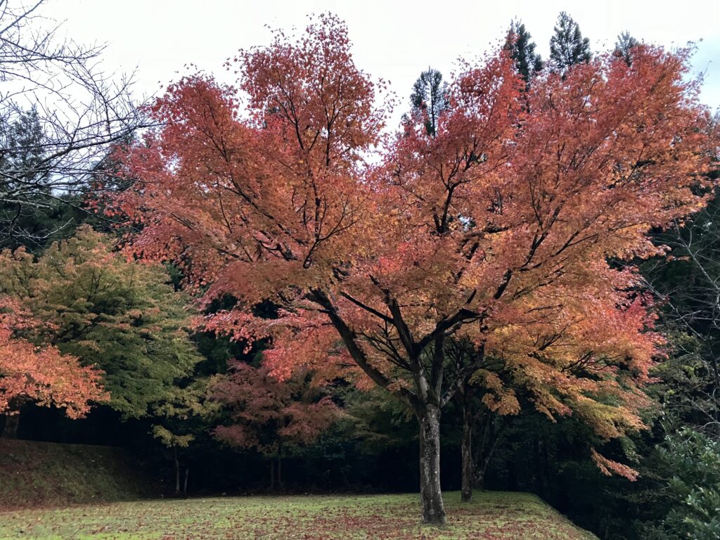 おおい久田の里森林公園の紅葉