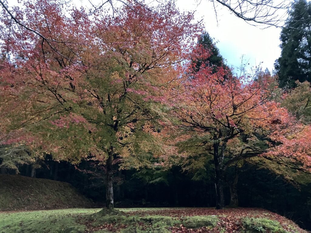 おおい久田の里森林公園の紅葉５