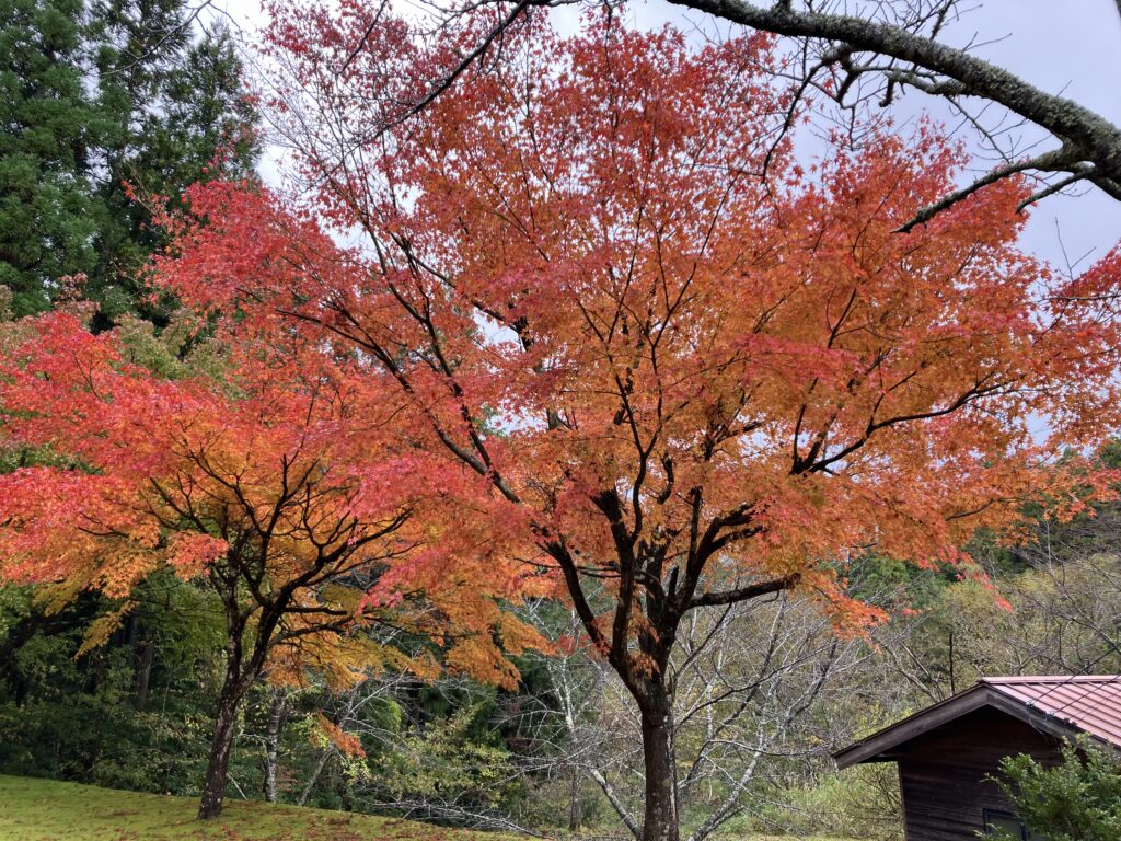 おおい久田の里森林公園の紅葉６