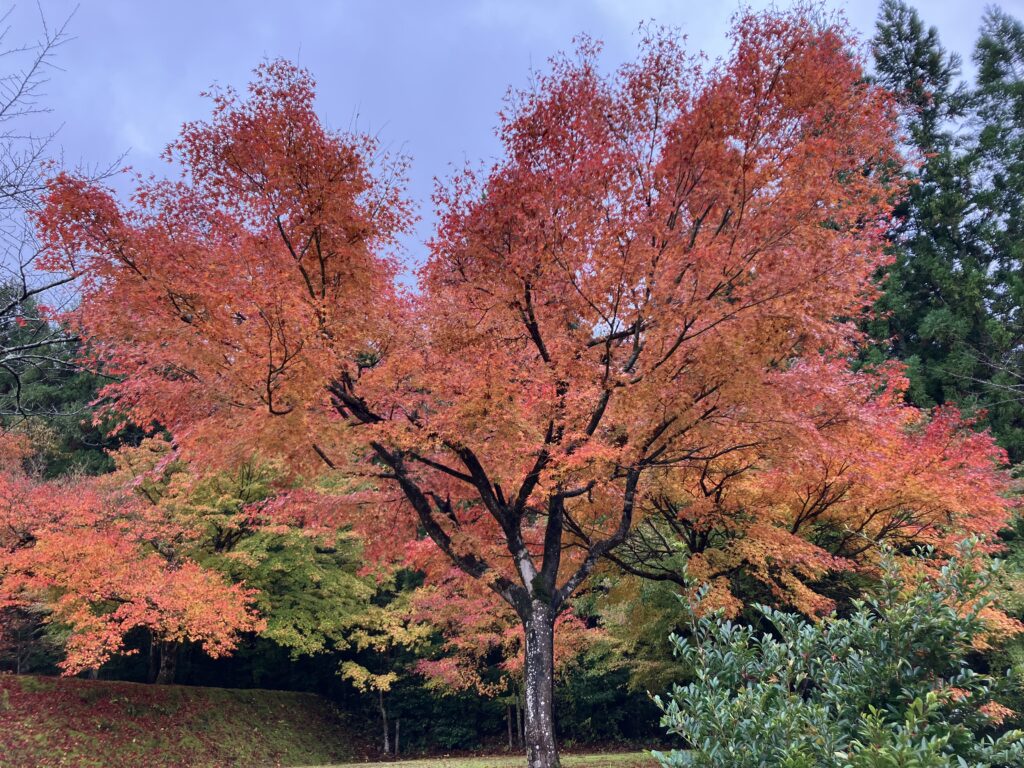 おおい久田の里森林公園の紅葉７