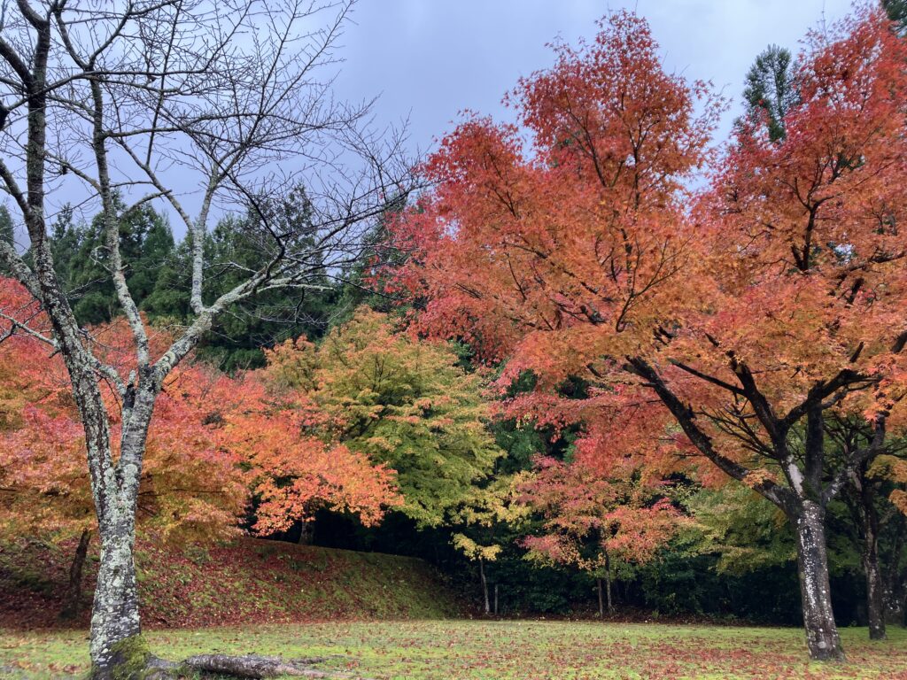 おおい久田の里森林公園の紅葉８