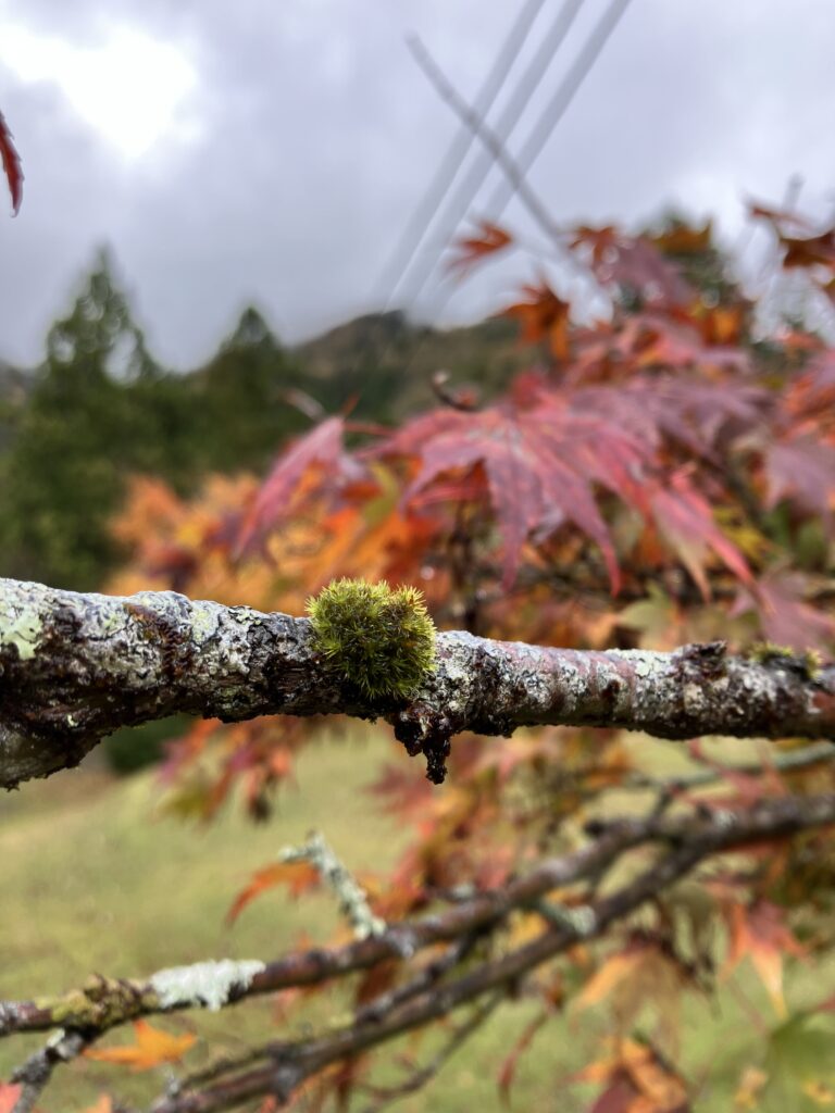 おおい久田の里森林公園の紅葉９