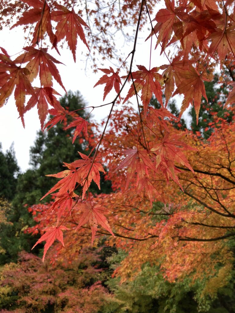 おおい久田の里森林公園の紅葉１０