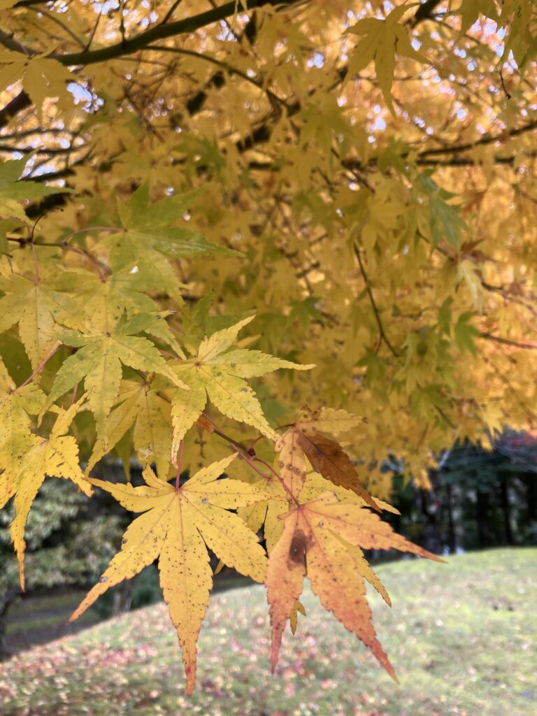 おおい久田の里森林公園の紅葉３